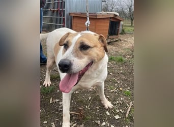 Lilly – abenteuerlustiger Sonnenschein sucht ihre Herzensmenschen
