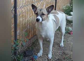 Vlada