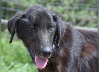 Vigor - sanfter Hundemann mit langen Beinchen