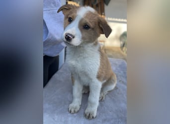 Benji, geb. ca. 10/2024, lebt in GRIECHENLAND, im städt. Tierheim Serres