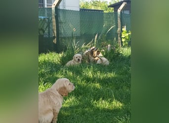 Golden retriever welpen mit Ahnentafel