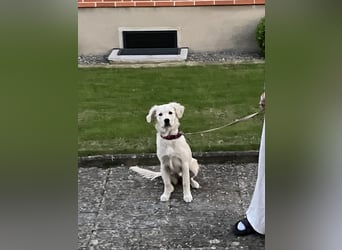 Wunderschöne Goldene Retriever Hündin - 6 Monate