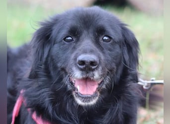 OldLady ZIVA❤️sanfte, ruhige und verschmuste Seelenhündin