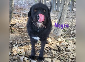 Negra 01/2018 (ESP) - sehr liebevolle, verschmuste und menschenbezogene Schnauzer-Mix Hündin!