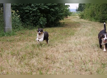 Australian Shepherd ASCA Welpen