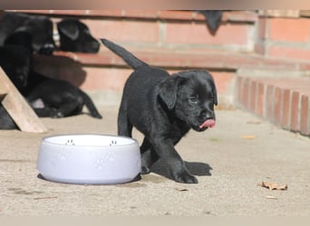 Labrador Welpen