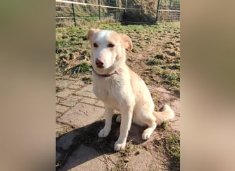 Hilde - wartet in der Eifel