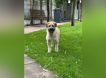 ♥STRUPPI♥ neu auf Pflegestelle bei Köln - sehr hübscher, ganz lieber Junghund 49 cm