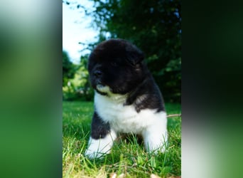 Amerikanische Akita