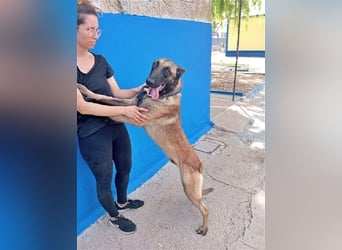 Tintin, traumhafter Malinois Rüde mit bestem Charakter, sehr sozial   Steckbrief Name: Tintin Rasse:
