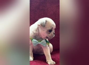 Mops Welpen ( noch 2 Rüde)
