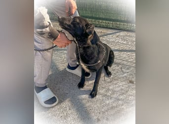 Schwarze Schönheit BELLA sucht ihre Menschen