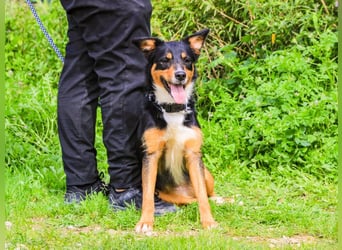 Jackie, Mix Jack Russel Terrier / Border Collie