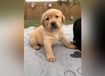 Labrador Welpen mit Ahnentafel