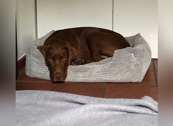 Pepito junger Doberman