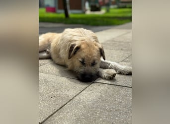 ♥STRUPPI♥ neu auf Pflegestelle bei Köln - sehr hübscher, ganz lieber Junghund 49 cm