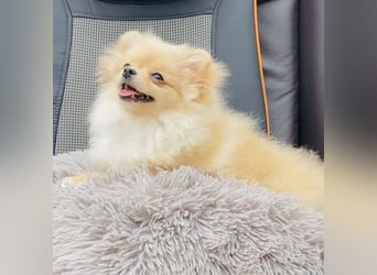 Zwergspitz Pomeranian Weibchen 5Monate jung