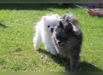 Zwei kleine Eisbären Zwergspitz Pomeranian suchen Kuschelpartner