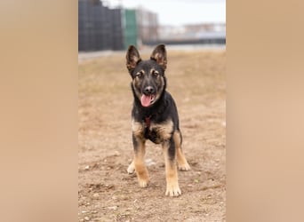 Fröhliche Ajka sucht warmes Körbchen
