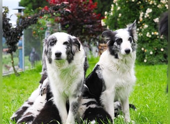 Border Collie Welpen