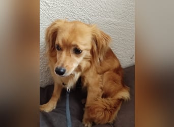 Bolota, Mix Dackel / Spaniel, noch schüchtern und ängstlich