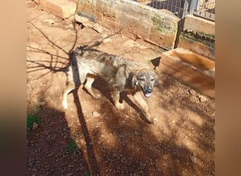 Ellie - ihr kleiner Körper war voller Wunden, als man sie fand