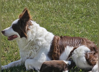 Border Collie Welpen