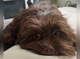 Shih-Tzu-Bolonka Welpen