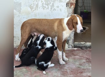 Milly Mischlingshündin ca. 3 Monate alt in Griechenland