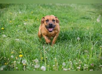 FJELLA - die hübsche Maus sucht ein liebevolles Zuhause!