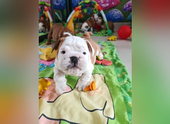 Englische Bulldogge Welpen mit FCI Papiere
