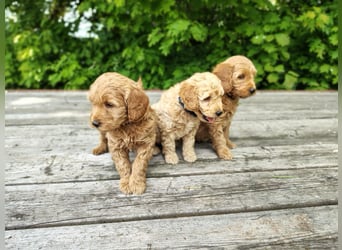 Welpen *Mini Goldendoodle F1b* (Labradoodle,Cockerpoo,Golden Retriever,Kleinpudel)