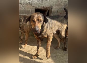 ⭐️ZICO⭐️, Rüde, 2,5 Jahr, 48 cm, Mischling, Tierschutz
