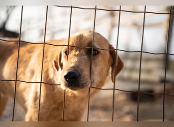 Oskar – Ein sanfter Griffon-Mix