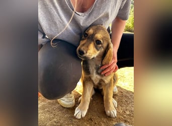 Pippa sucht wundervolles Zuhause!