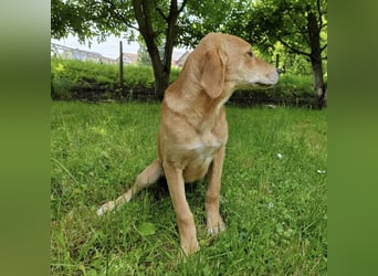 Linja eine elegante kleine Dame