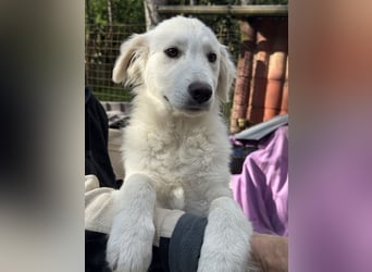 Ambra - drei, zwei, eins? meins!