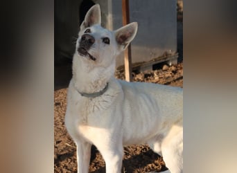 Luuk, geb. ca. 12/2018, lebt in GRIECHENLAND, im städt. Tierheim Serres