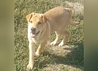 Ronja