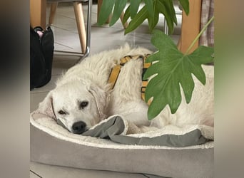 Francesco - Wo sind die Freunde von großen, gemütlichen Hunden