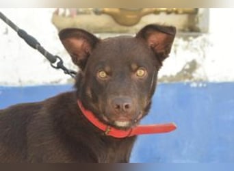 Choco, ein sportlicher und aktiver Wirbelwind