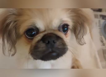 Teddy - Süßer Pekinese-Welpe sucht sein Körbchen-Glück!