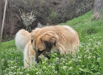 Schoßhund im XL-Format – Lukas will ankommen