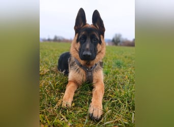 Archie - verschmust unf freundlich