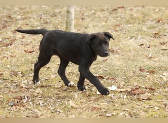 Hübscher Fido sucht seine Familie