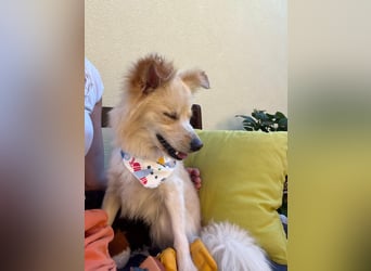 Rudi SR – Süßer Spitz-Junghund sucht seine Menschen