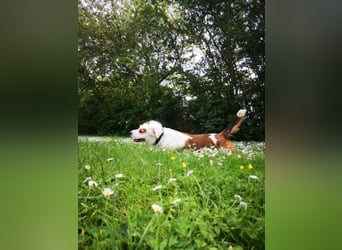 Kaninchen - Australien Shepherd Mix