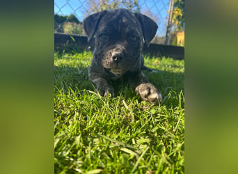 Cane corso mastiff mix 