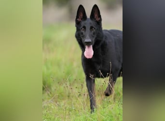 Arabella (Spanien) - schwarze Schönheit sucht aktives Zuhause