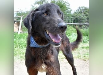 Vigor - sanfter Hundemann mit langen Beinchen